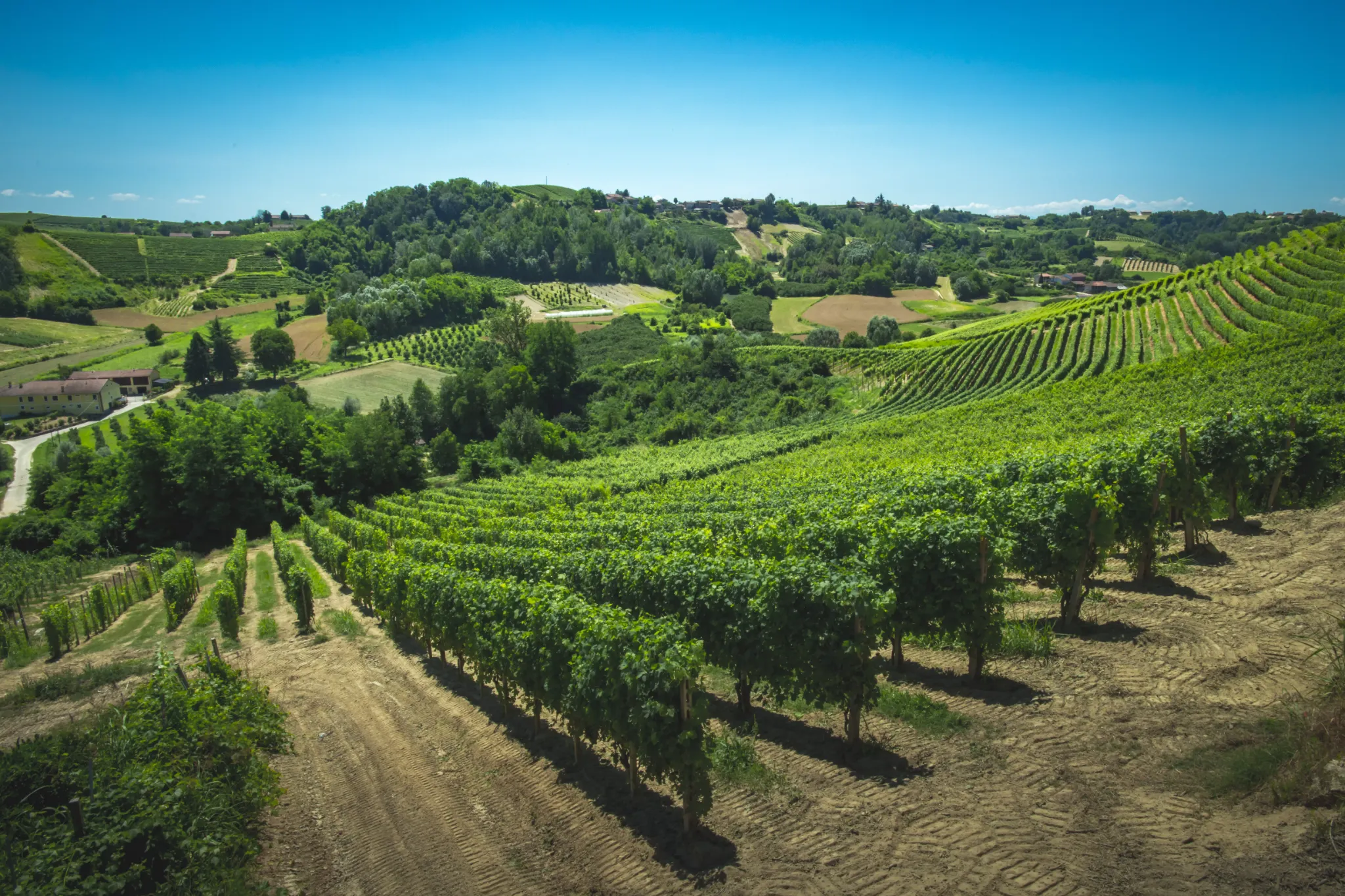Piemonte-giuseppe_Bordone-veduta_vigneti.webp