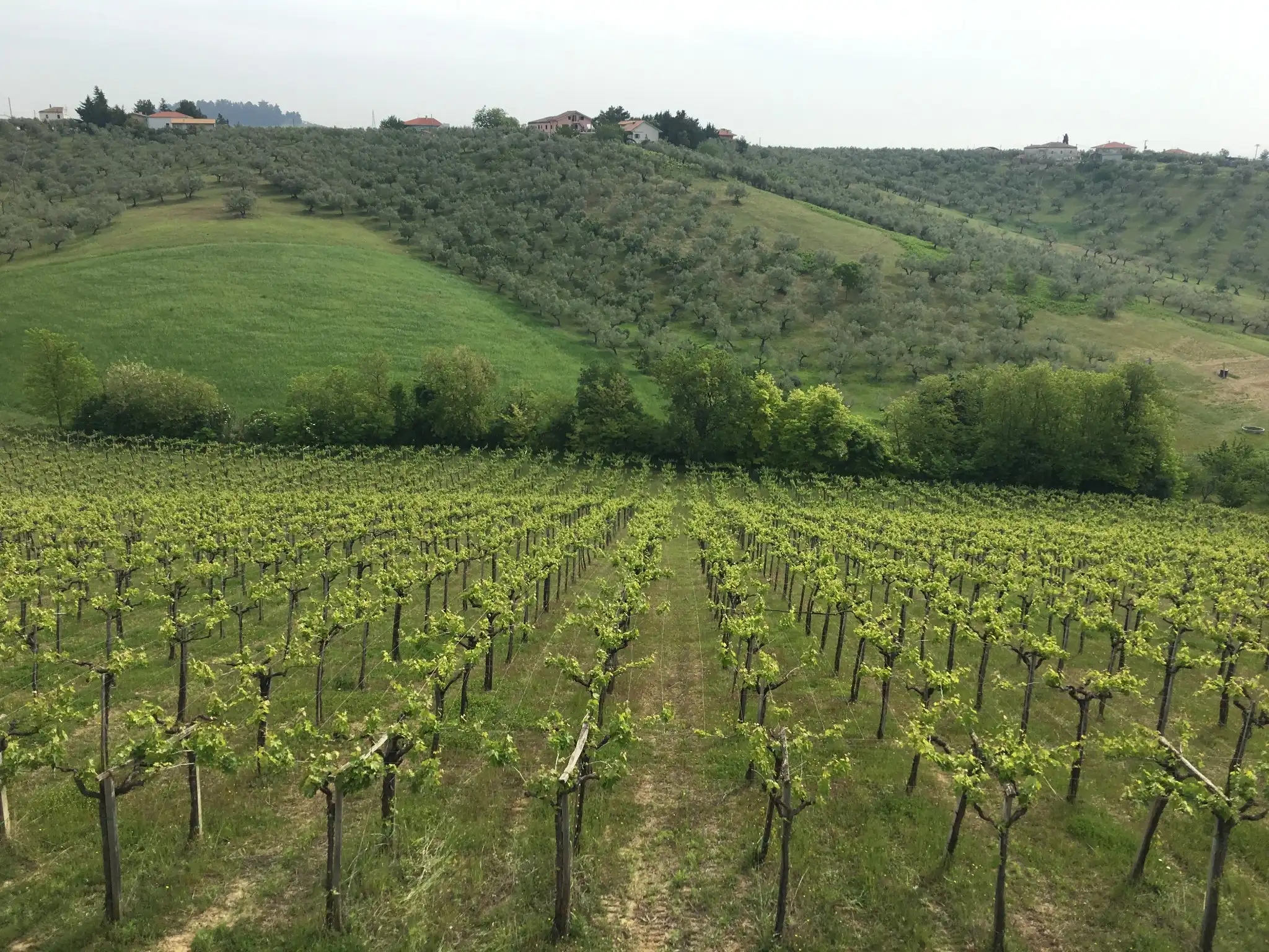 abruzzo-paride-d_angelo-filari-di-viti-su-colline.webp