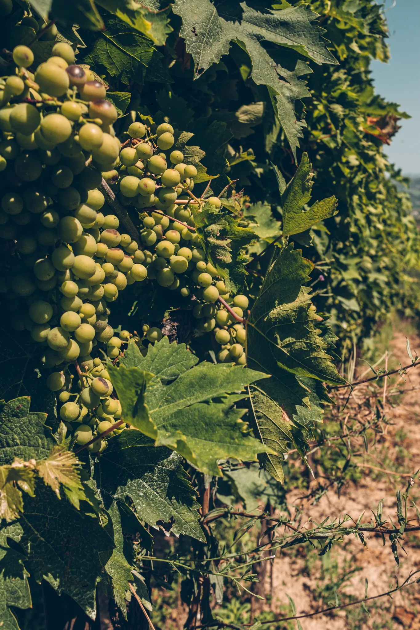 abruzzo-paride-d_angelo-grappoli-di-uva-bianca.webp