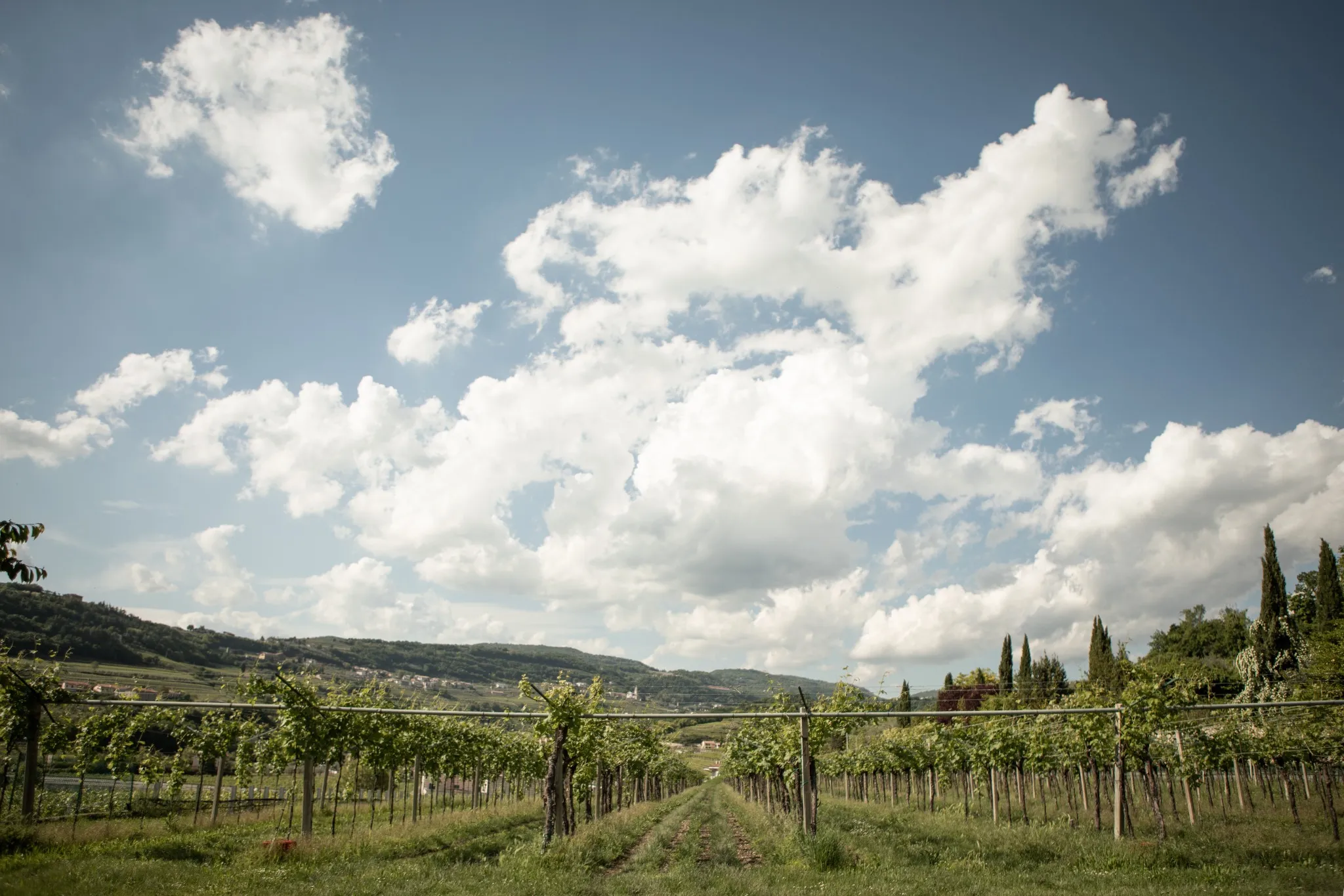 veneto-nepos-villae-vineyard-under-clouds.webp