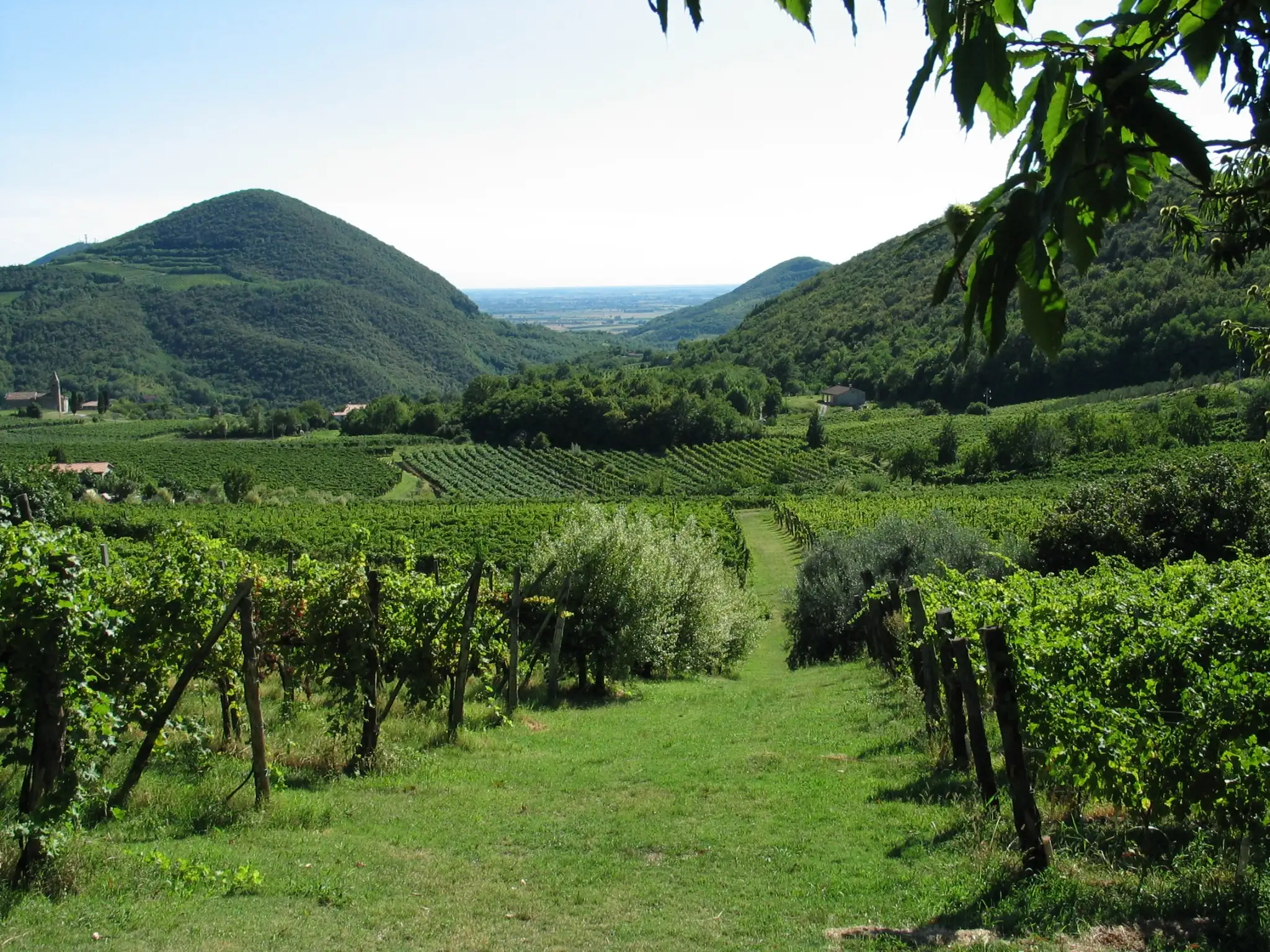 veneto-ca-lustra-zanovello-grapes.webp