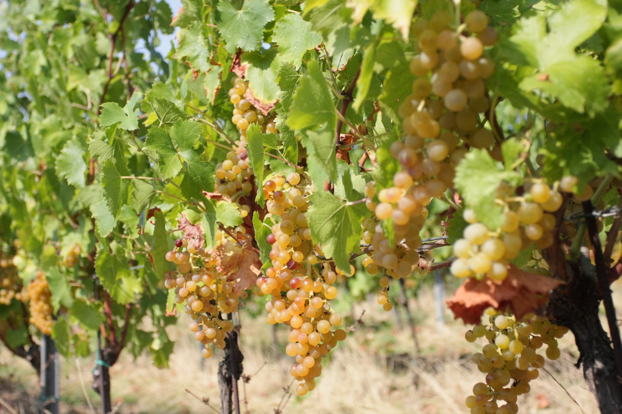 veneto-ca-lustra-zanovello-tasting-room.webp