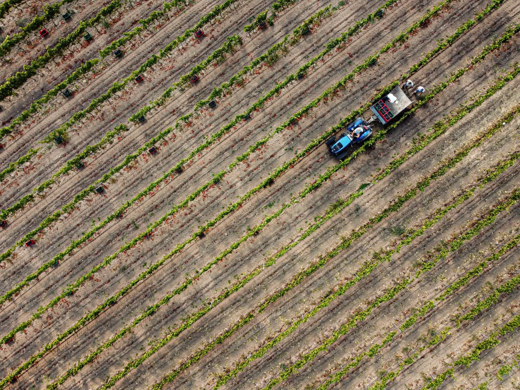 sicilia-giasira-vendemmia.webp