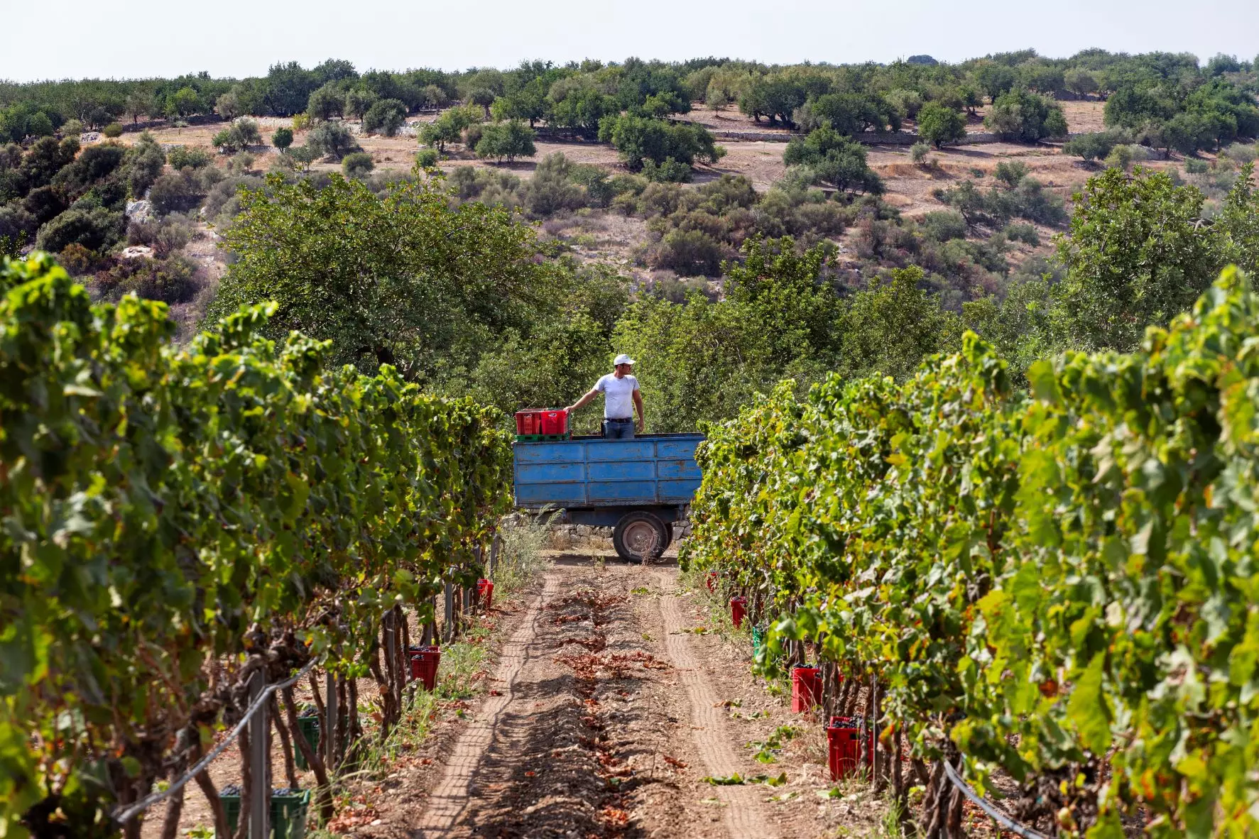 sicilia-giasira-vendemmia_2.webp