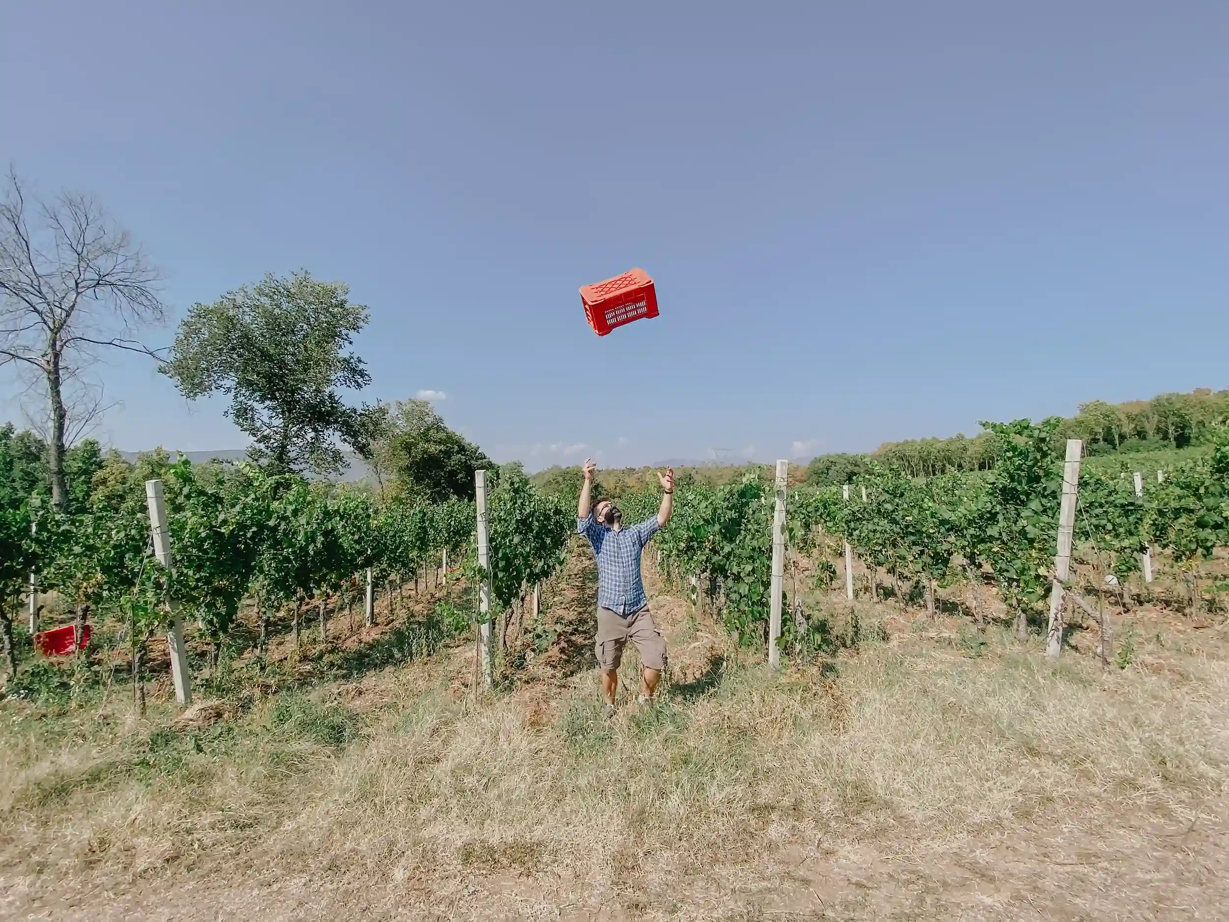 lombardia-cascina_belmonte-vendemmia.webp