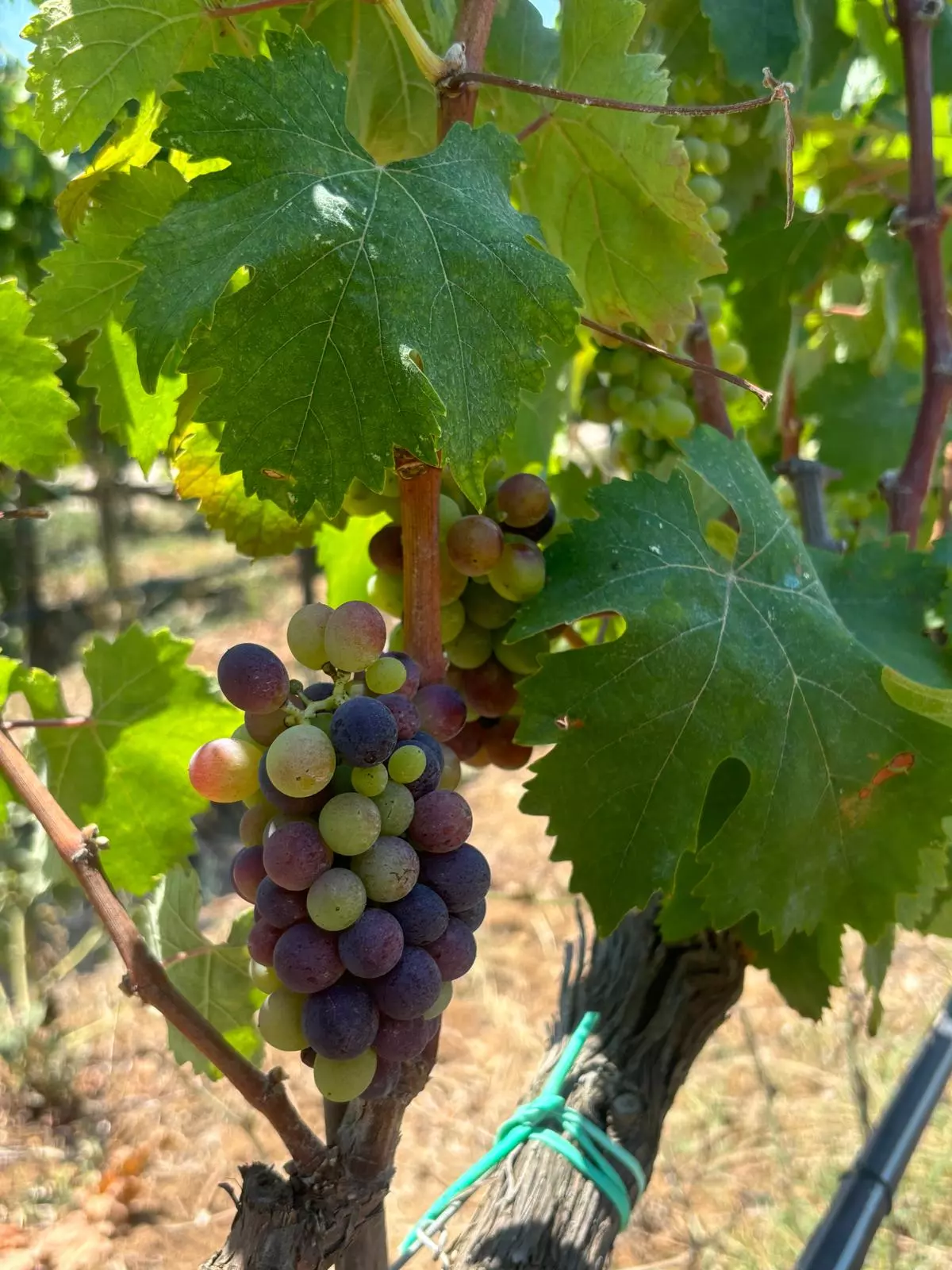 puglia-tenuta_corallo-raccolta_uva.webp