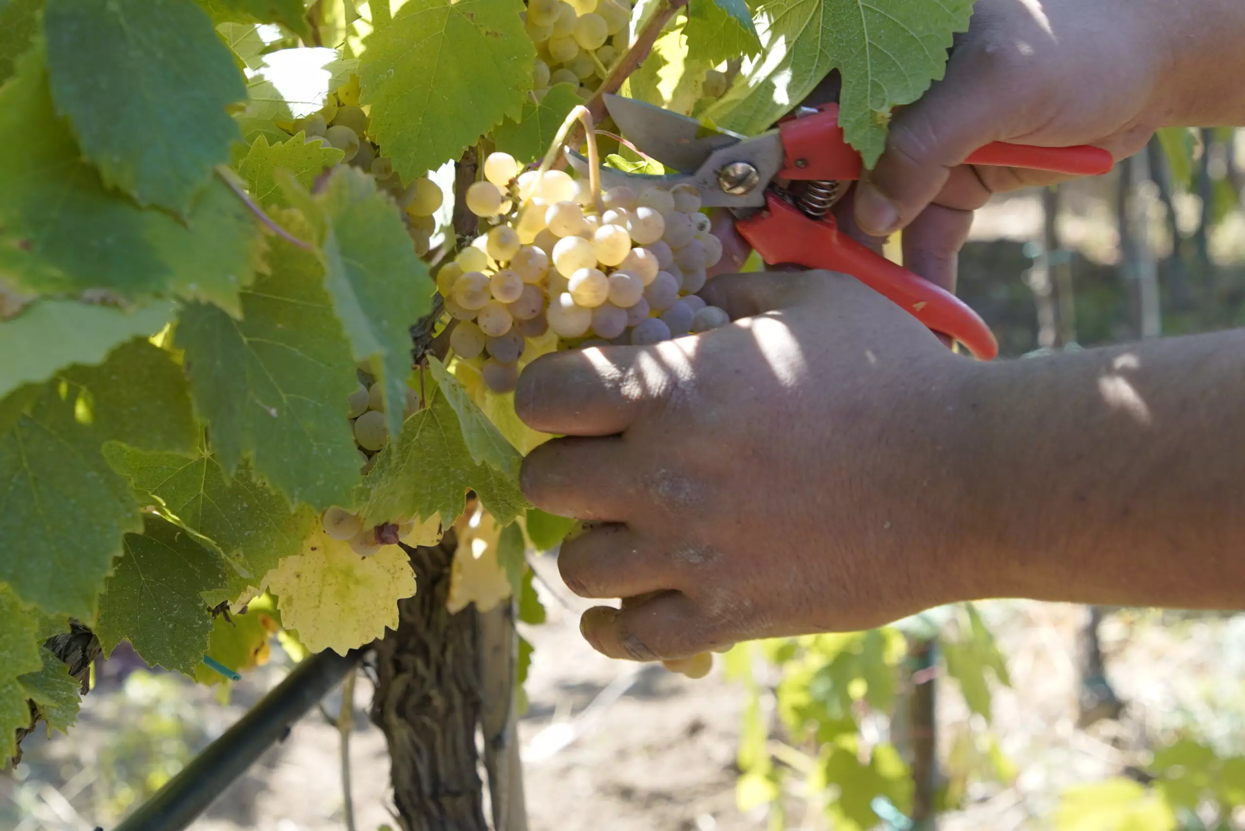 abruzzo-fontefico-pecorino_vendemmia.webp