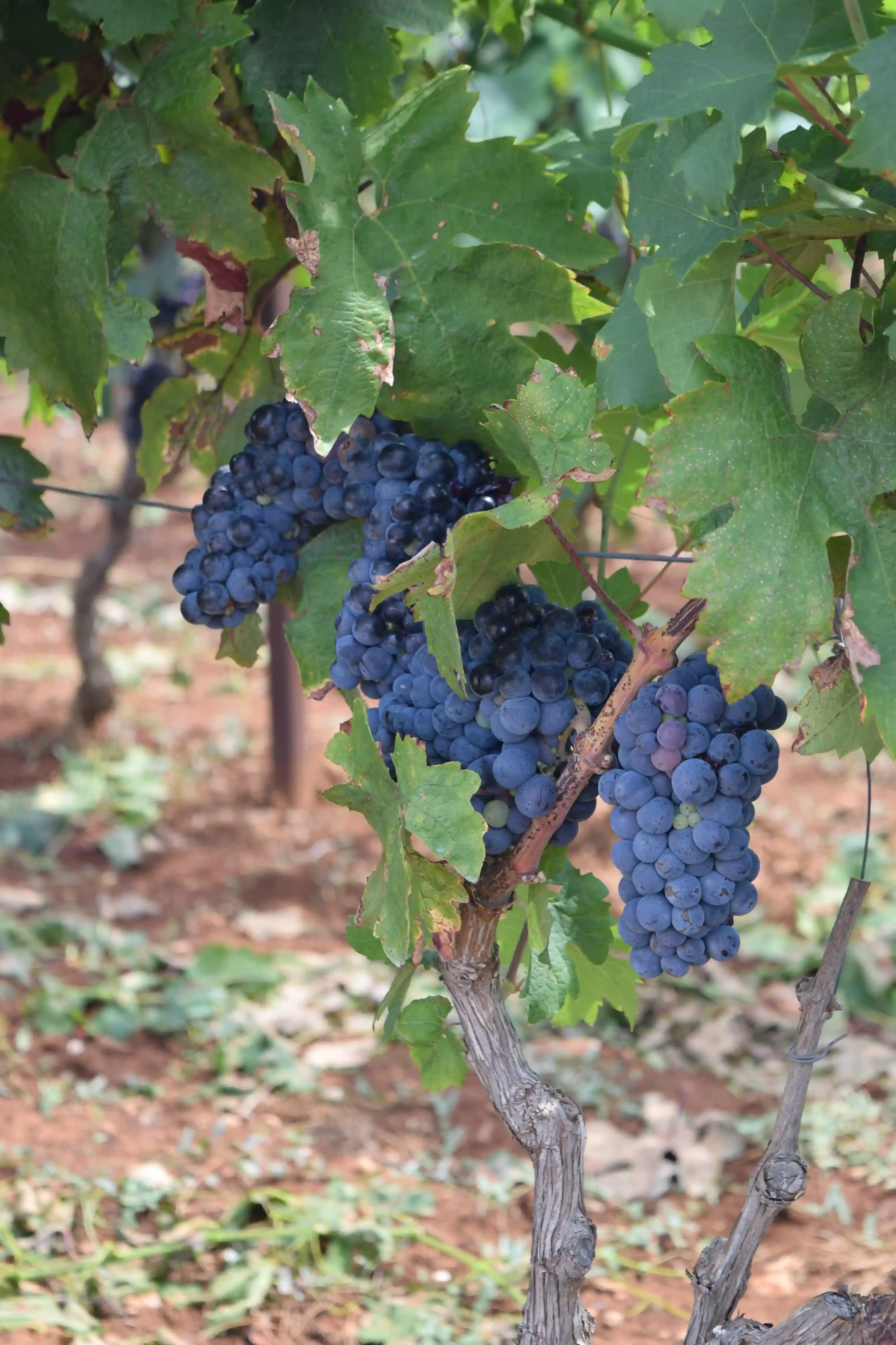 puglia-vinicola_cicella-uva_rossa-vigneti.webp