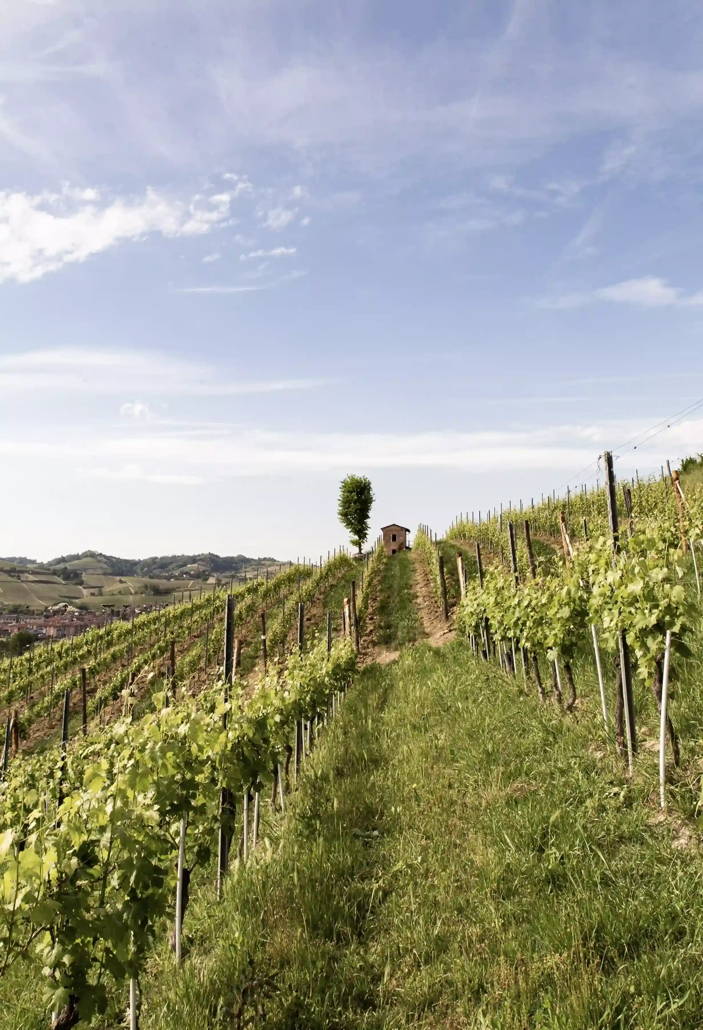 piemomnte-deltetto-vigneto-SAN_MICHELE.webp