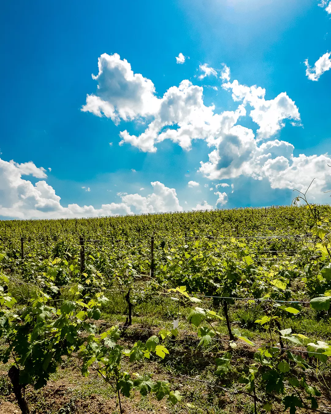 piemonte-alemat-vineyard-landscape.webp