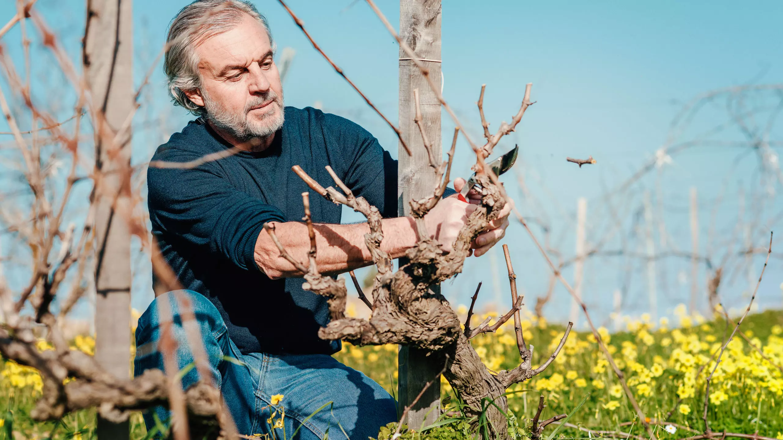 Porta_del_vento-sicilia-vigneti-_potatura.webp