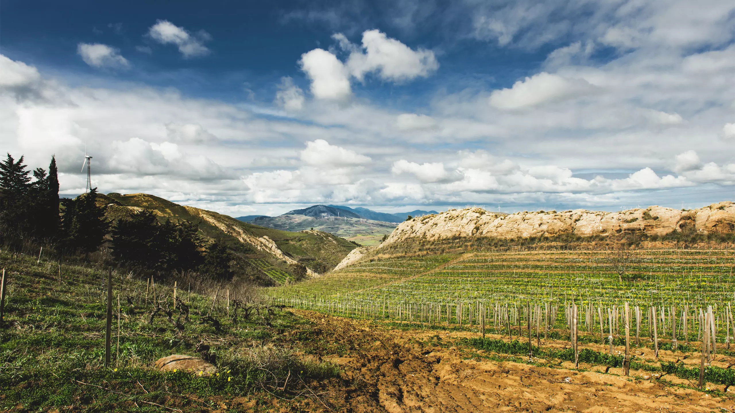 Porta_del_vento-sicilia-vigneti.webp