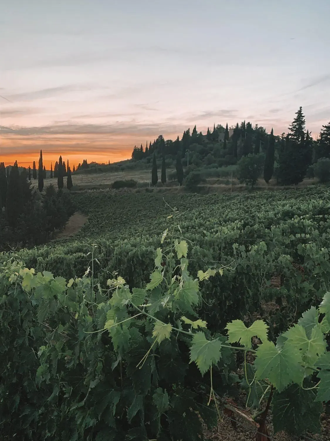 vigneti-begnardi-toscana-panorama.webp