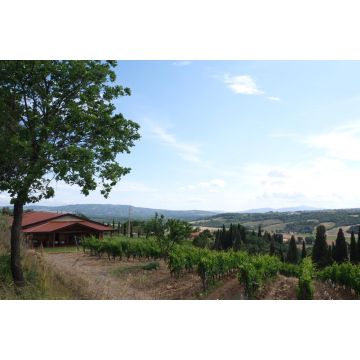 Degustazione nel paesaggio maremmano - Begnardi Vini
