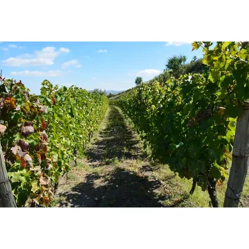 Titolo World & Old Vintages - Elena Fucci