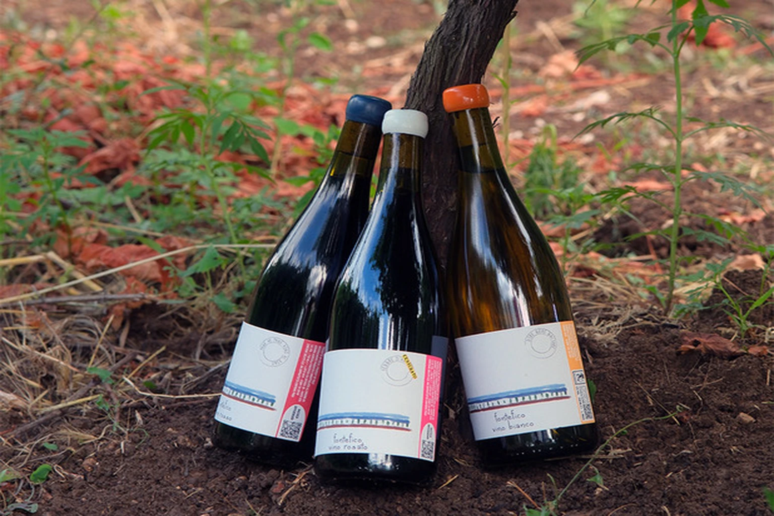 La degustazione degli anarchici - Fontefico