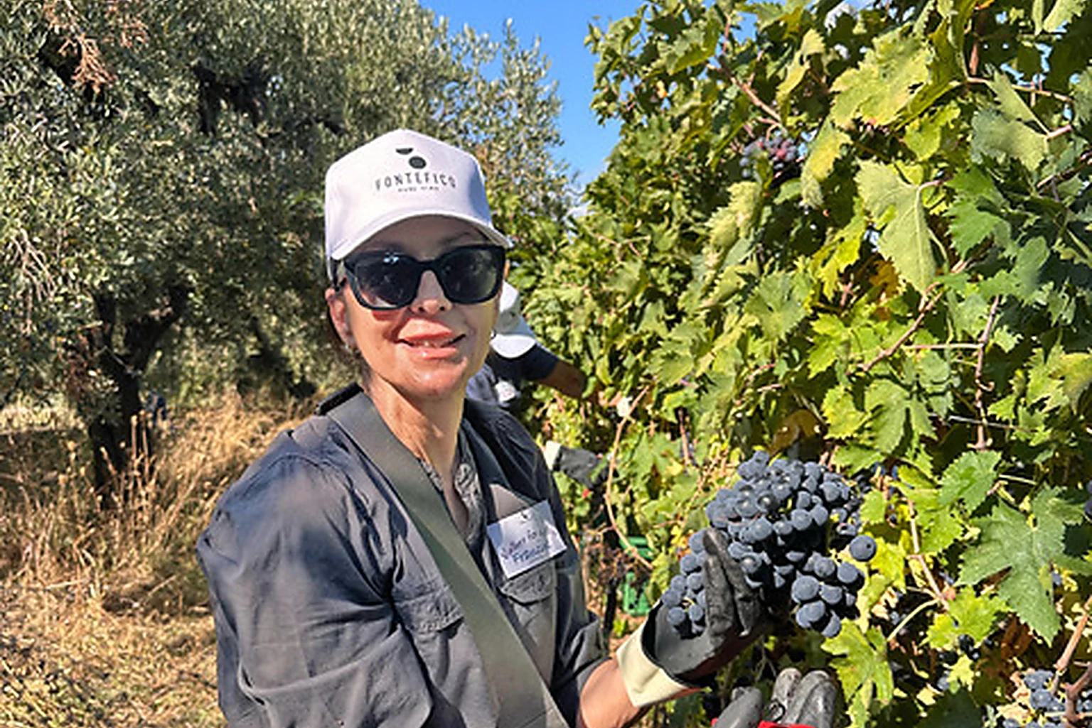 La vendemmia turistica - Fontefico