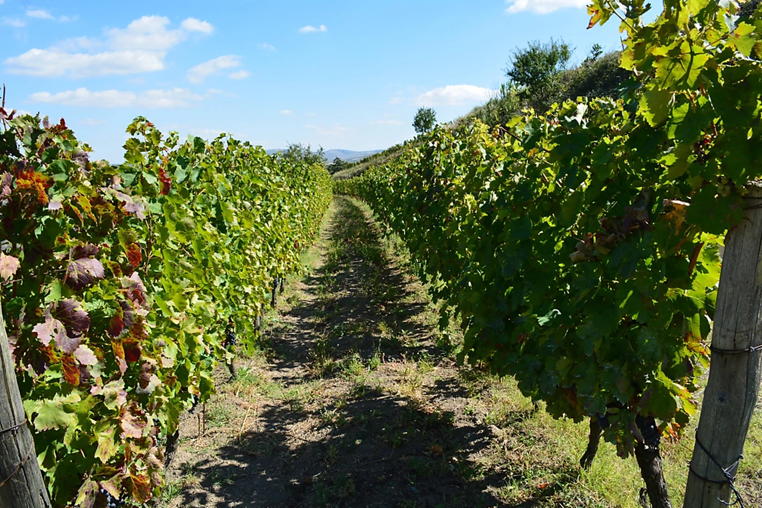 Titolo world & Old vintages - Elena Fucci