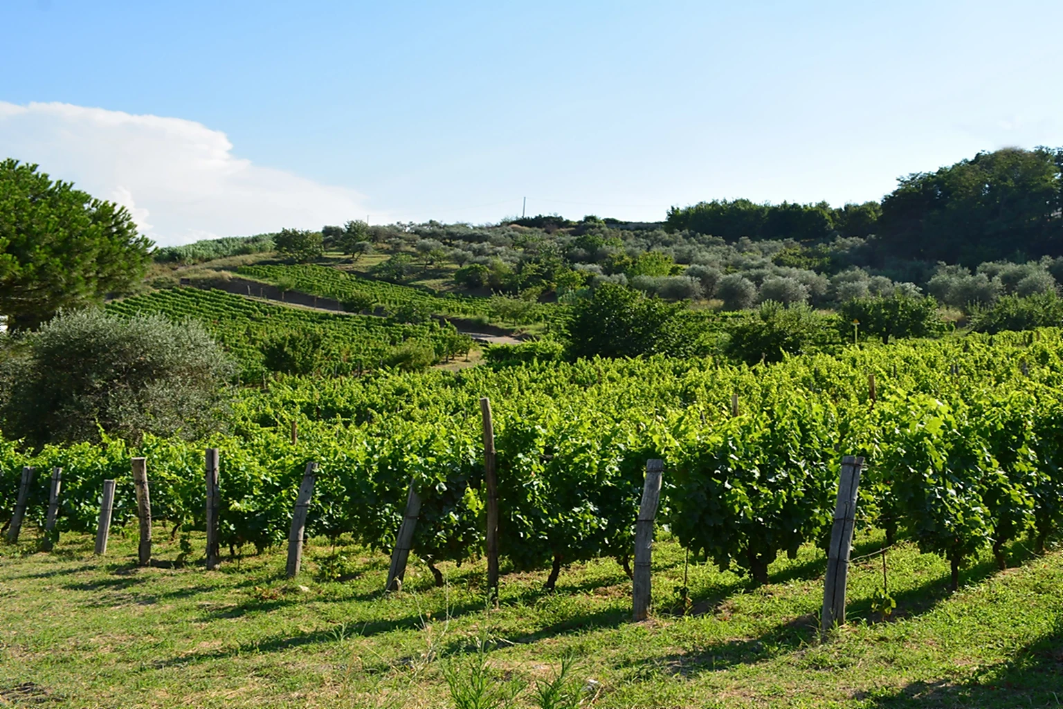 Titolo world completo - Elena Fucci