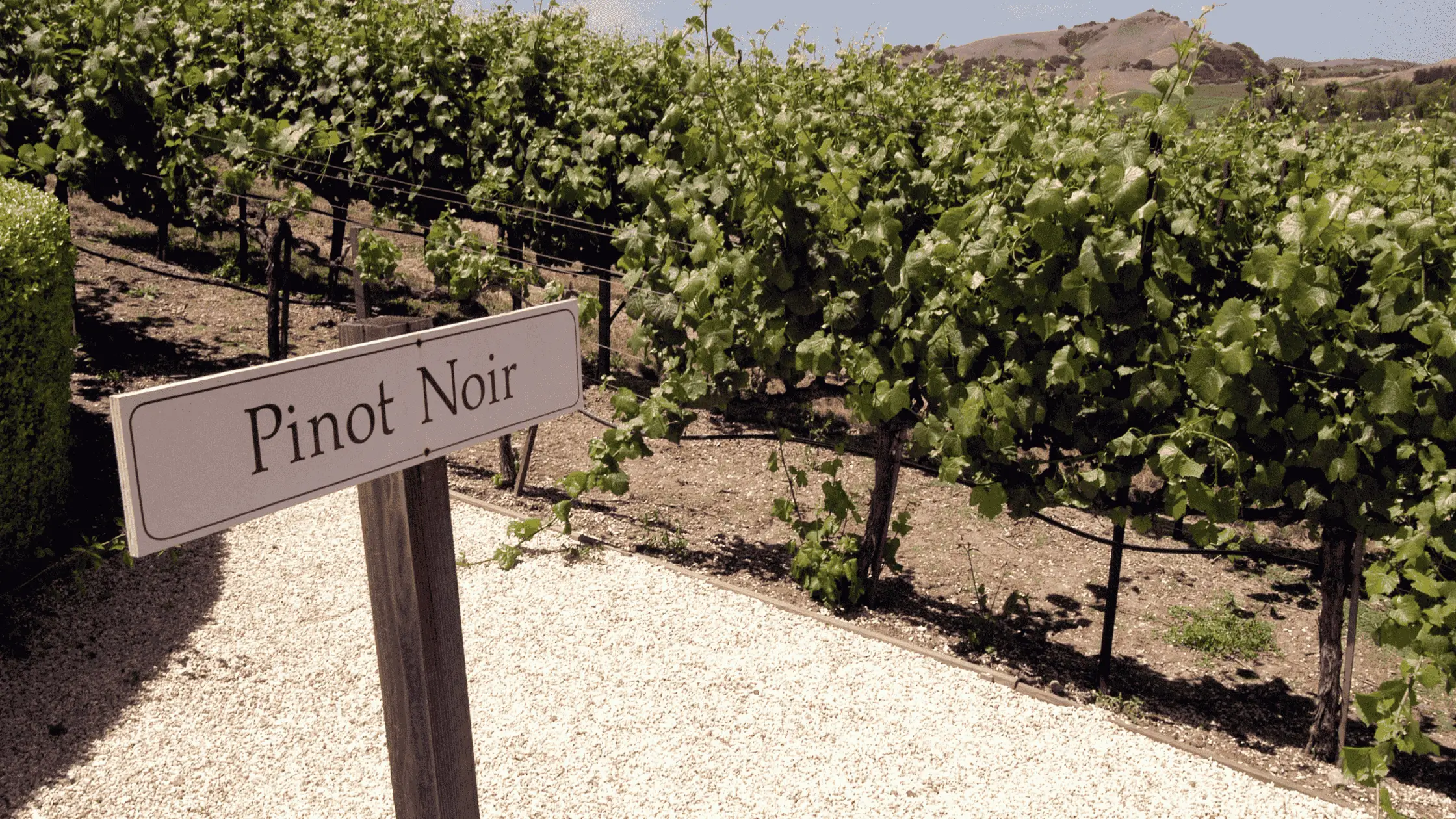 Pinot Noir Grapes and Pinot Noir Wine – Guide and Buying Options