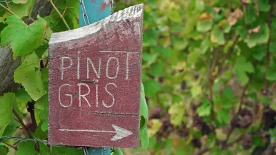 Pinot Grigio fra Trentino til dansk mad
