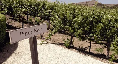 Pinot Noir Grapes and Pinot Noir Wine – Guide and Buying Options