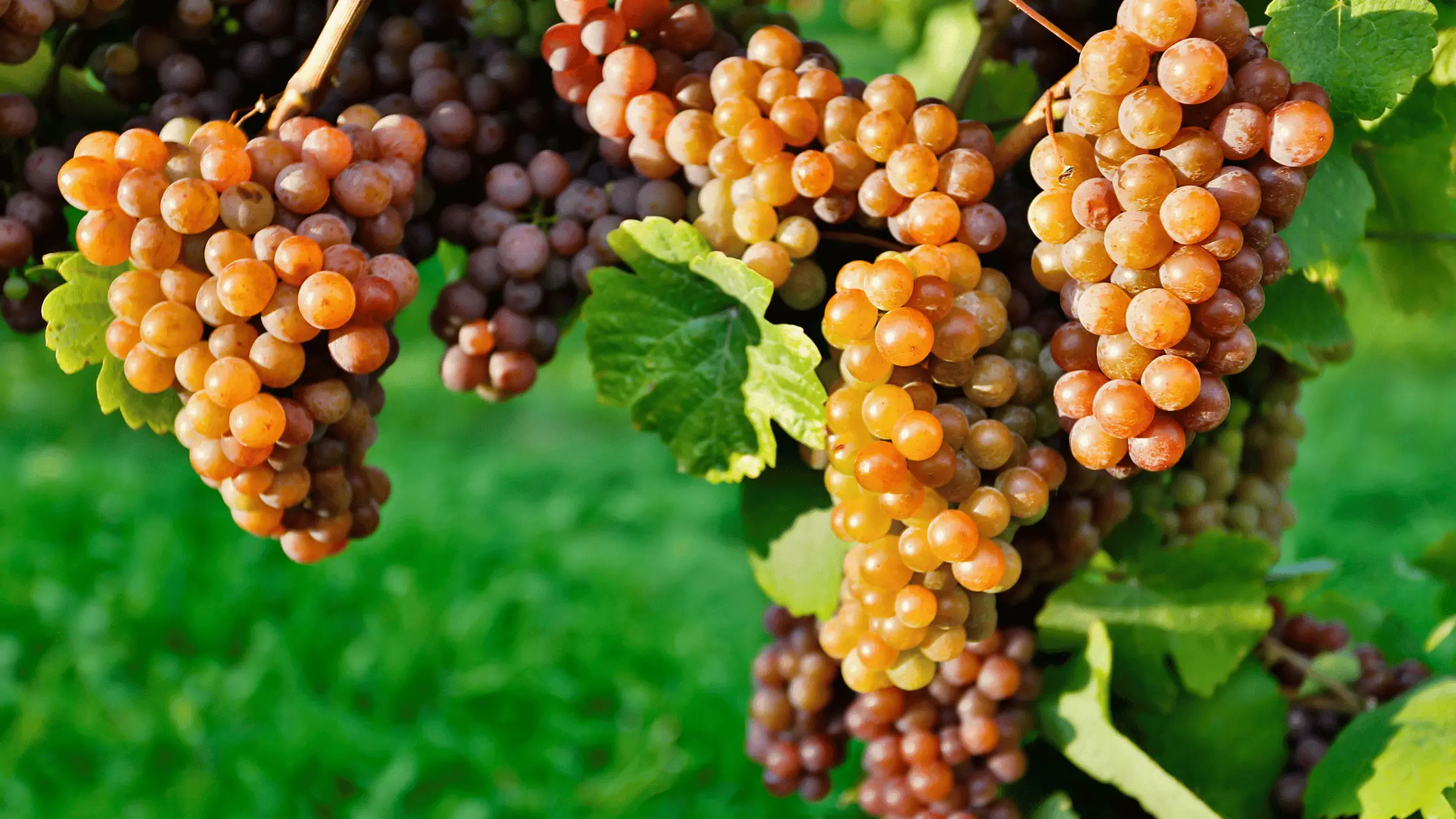 pinot grigio parret med det danske køkken